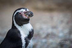 IMG_7030_Vogelpark_Marlow_2020-08-18
