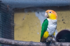 IMG_5724_Vogelpark_Olching_2020-06-11