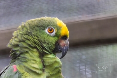 IMG_5727_Vogelpark_Olching_2020-06-11