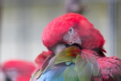 IMG_5732_Vogelpark_Olching_2020-06-11-Bearbeitet