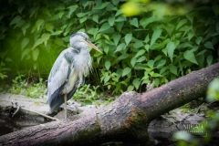 IMG_5736_Vogelpark_Olching_2020-06-11