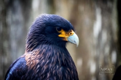 IMG_5762_Vogelpark_Olching_2020-06-11
