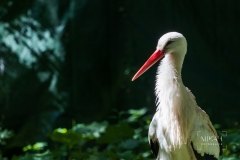 IMG_5781_Vogelpark_Olching_2020-06-11